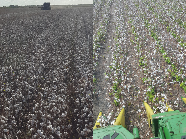 On the left is a cotton field in Bay City, Texas, on Aug. 21, and on the right is the same field on Sept. 6 after Hurricane Harvey wreaked havoc on much of southern and eastern Texas. Bay City is about 80 miles southwest of Houston and 20 miles from the Gulf Coast. (Photos courtesy of Robby Reed)